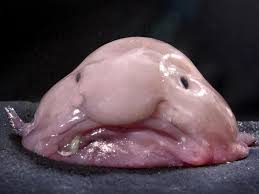 blubfish.jpg