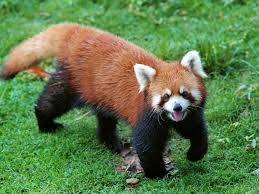 redpanda.jpg