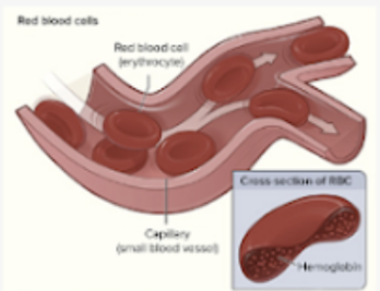 Red Blood Cells